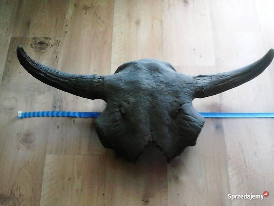 rogi tura Ostrołęka