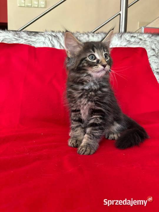 Kociaki Norweskie Leśne