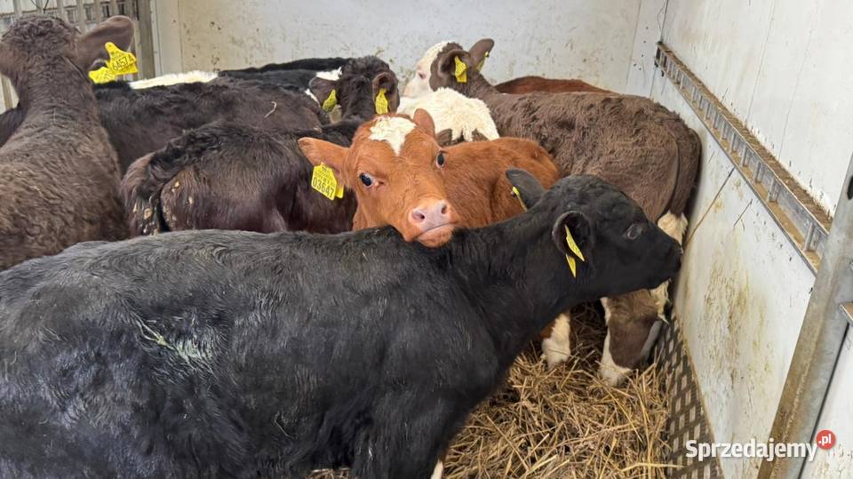 Sprzedam Byczki POLSKIE łódzkie Piotrków Trybunalski