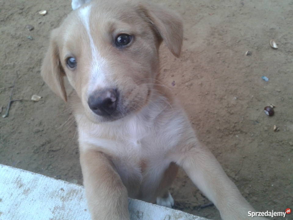 Suczki12 tygodniowe kundelki Nowy Dwór Mazowiecki