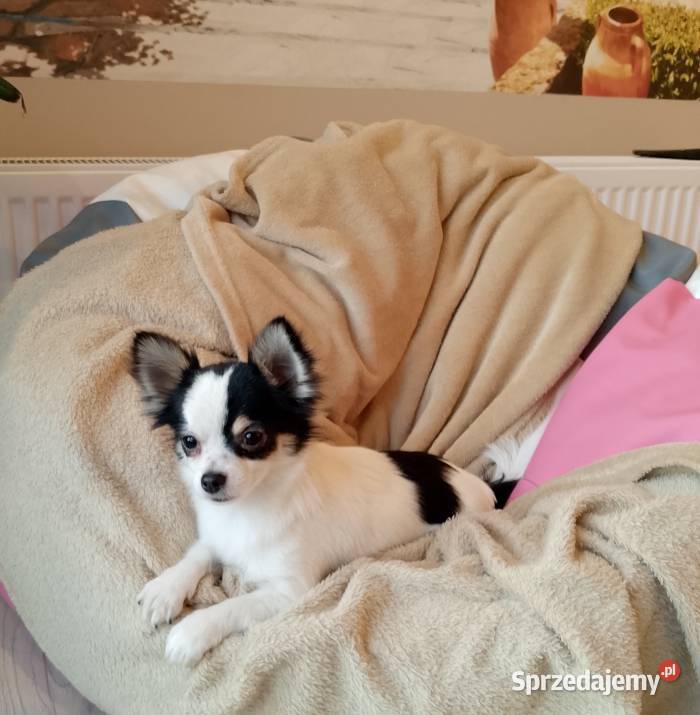Chihuahua chłopiec długowłosy Chihuahua Zwierzęta Szczucin sprzedam