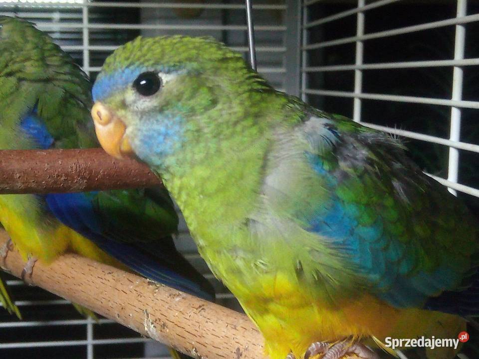 Łąkówki turkusowe młode Łódź sprzedam