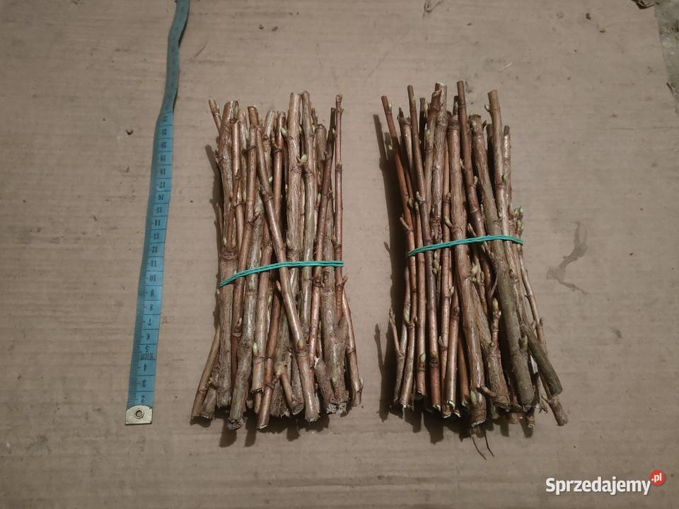 Sztobry porzeczki Polichna