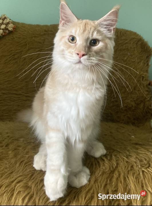 Maine Coon kocurki importach Linia Shaded Wińsko sprzedam