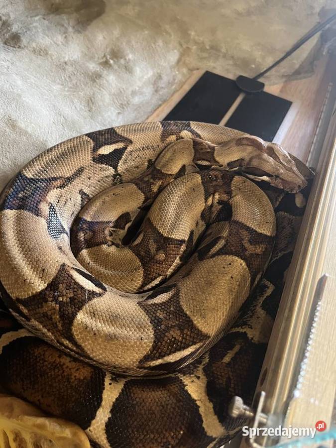 Boa Dusiciel terrarium Boa Constrictor Imperator Dobrów