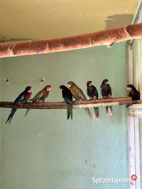 Rozelle Białolice Czarne tegoroczne podkarpackie Sędziszów Małopolski