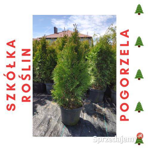 TUJA SZMARAGD 70100 PROMOCJA Thuja Smaragd Pogorzela