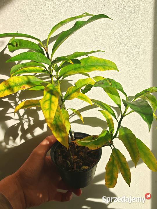 Hoya multiflora long leaves