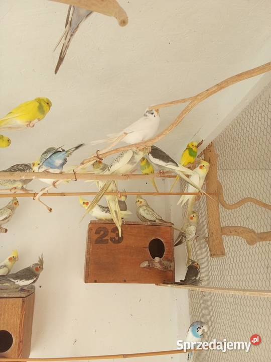 Mnichy Świergoty Faliste Nimfy Gajków