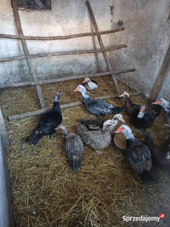 Kaczki i kaczory francuskiepiżmowe czekoladowe lubelskie Krasnystaw