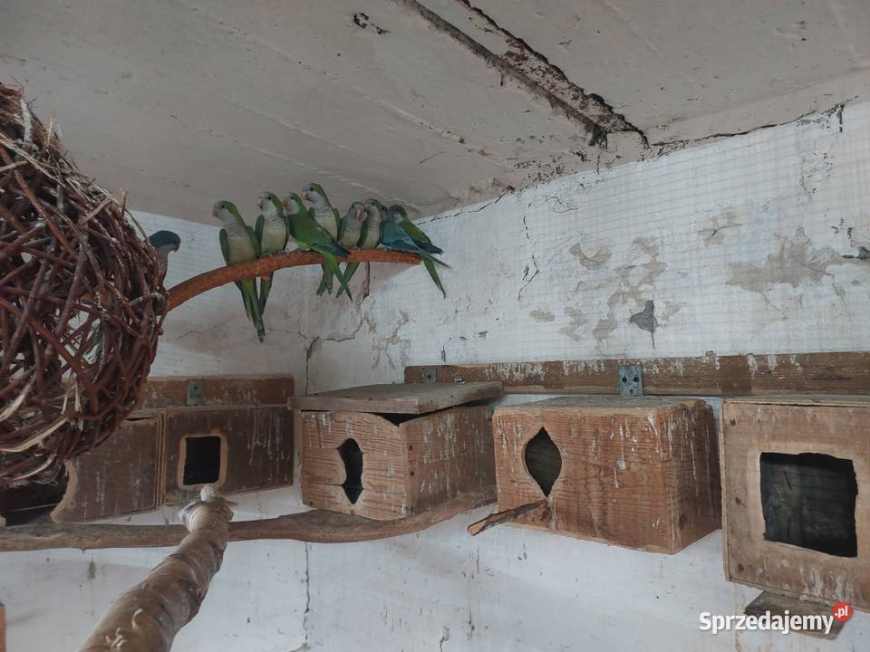 Papugi nimfy i inne łódzkie Błaszki