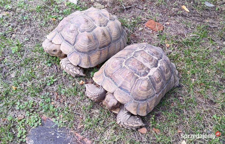 Żółw pustynny Centrochelys sulcata dwie duże Opole sprzedam