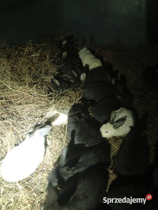 Kroliki młode Lubiszyn