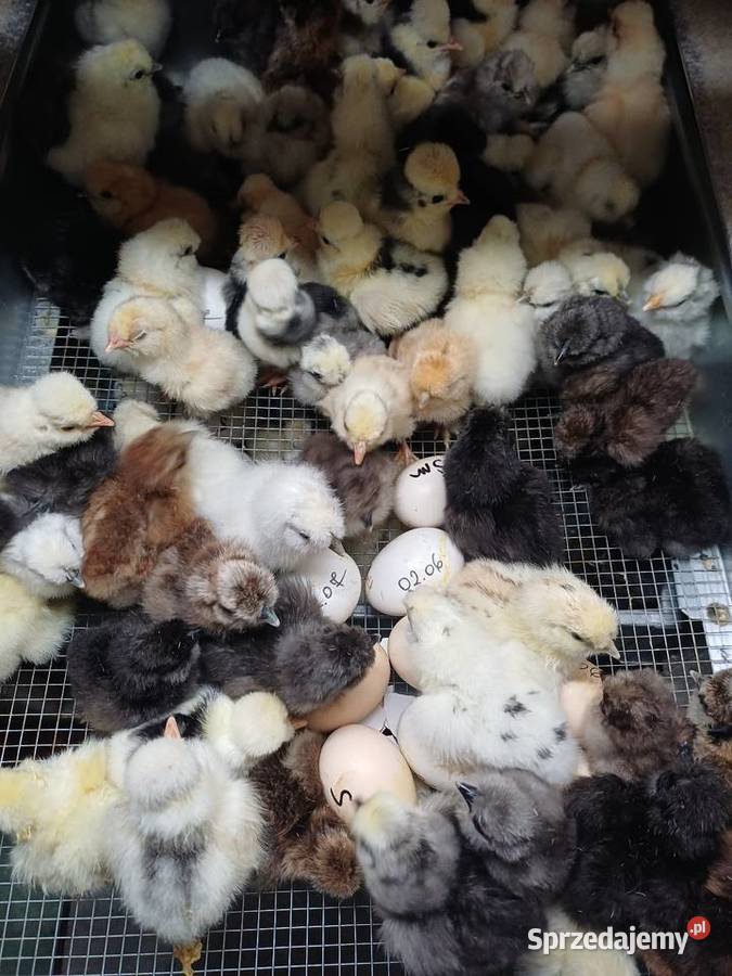 Pisklęta silki białoczuba I czubatki wielbłądzie Niemodlin sprzedam