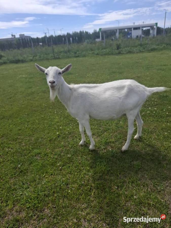 Koza saaneńska mazowieckie Piaseczno