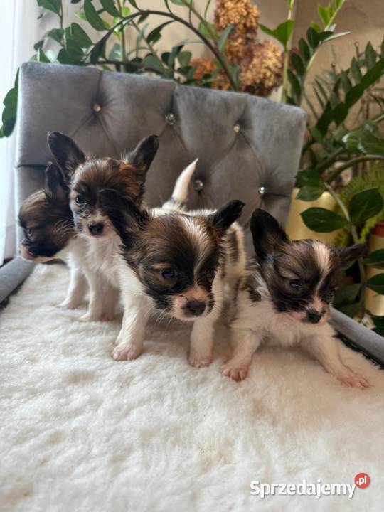 Papillon szczeniak Spaniel kontynentalny Dudki