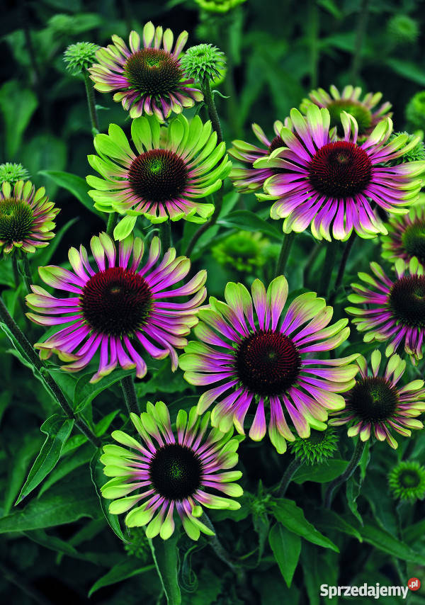 JEŻÓWKA Echinacea Green Twister sadzonki w