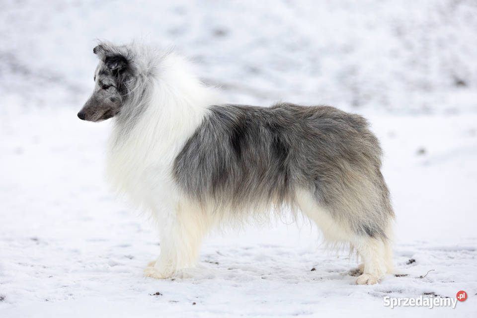 Szczenięta sheltie linia amerykańska owczarek Gorzów Wielkopolski