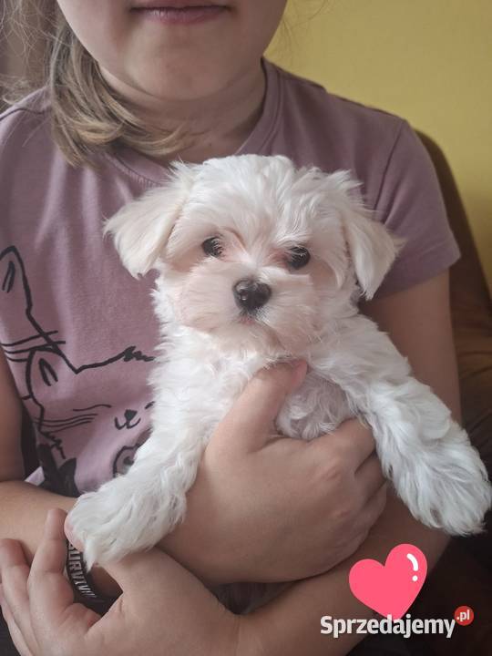 Piesek Maltańczyk z rodowodem FCI Chełm