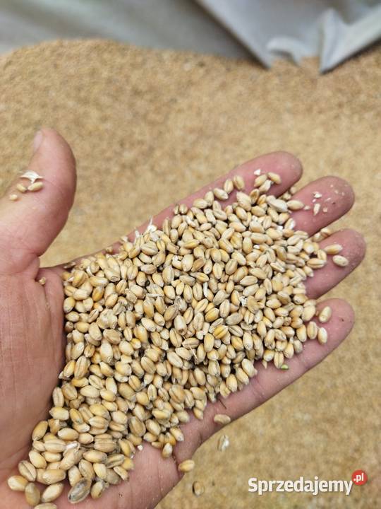 Pszenica tegoroczna na worki 50 podkarpackie Rzeszów