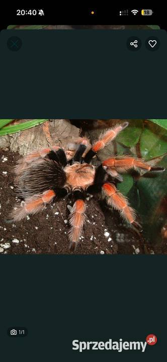 Brachypelma Boehmei samiczka 3DC ptasznik pająk