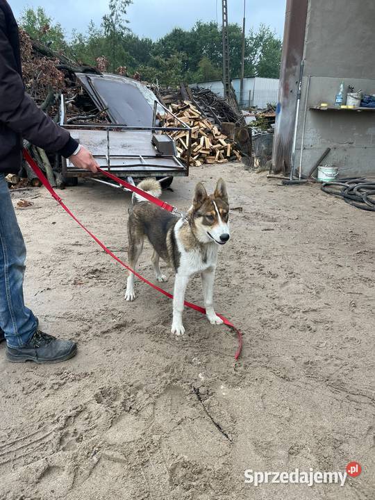 Łajka Zachodniosyberyjska szczeniak promocja Brzesko sprzedam