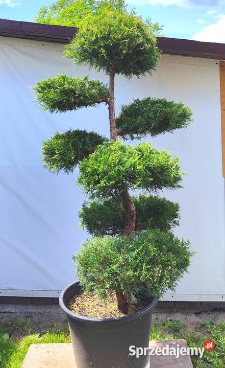 Bonsai Niwaki Jałowiec Kuriwao Gold Bonsai Medynia Łańcucka