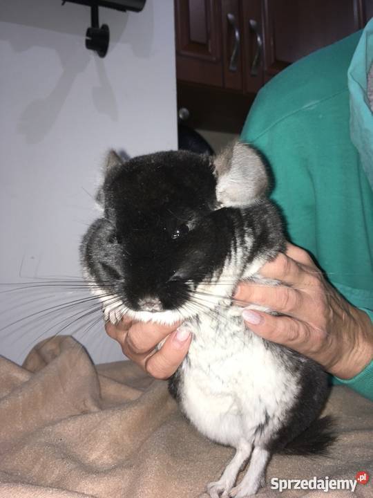 Sprzedam szynszyle czarna perła Opole