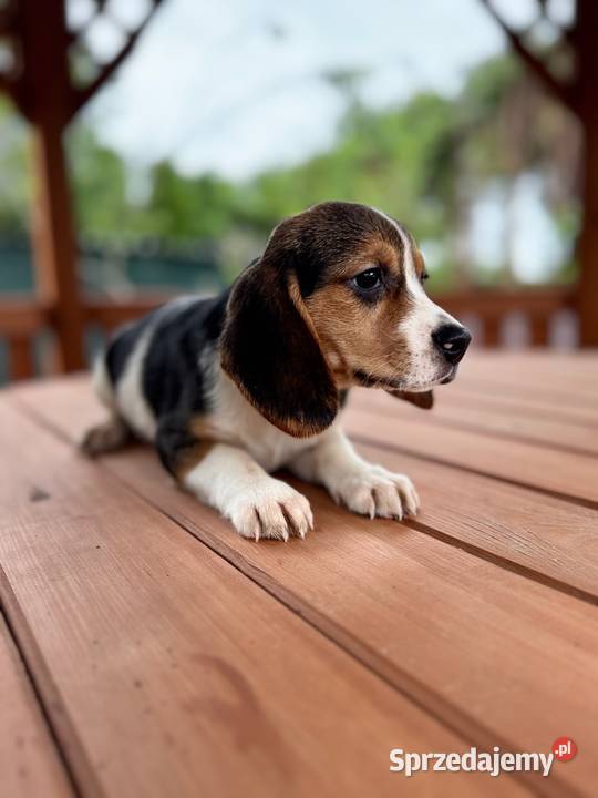 Śliczna suczka rasy Beagle z rodowodem