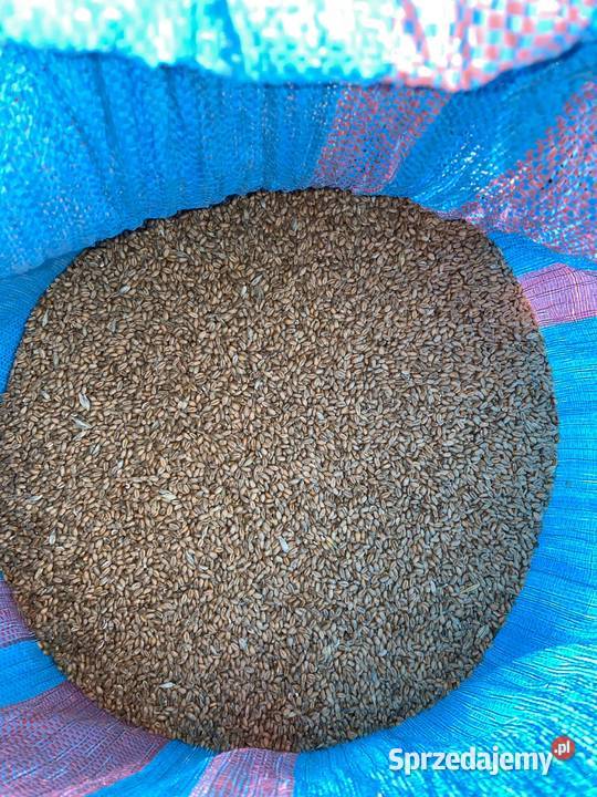 Pszenica Kazimierza Wielka