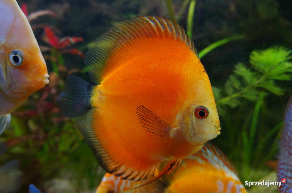 Paletki młode i dorosłe Zwierzęta lubelskie