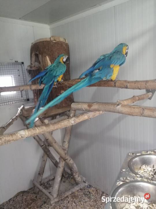 Ary ararauny para lęgowa śląskie Pszczyna