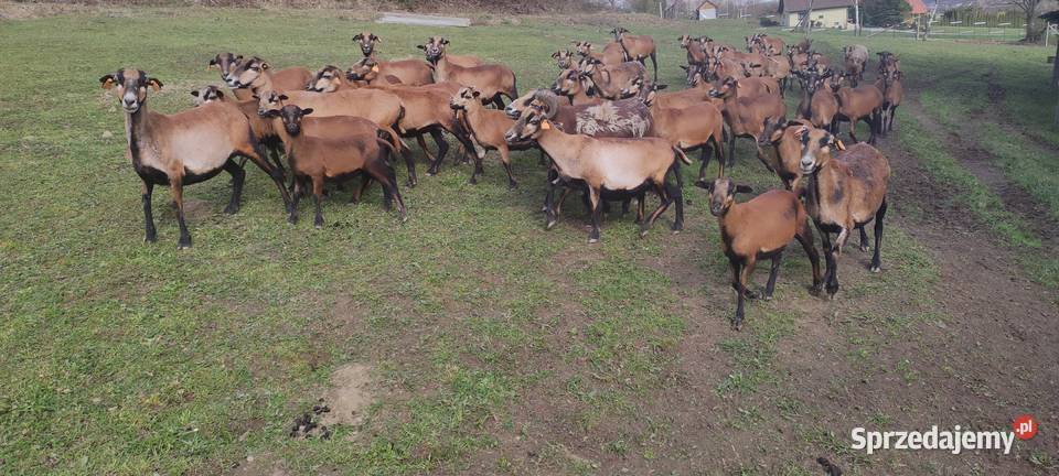 Owce kameruńskie Tanio Aktualne Zadbane