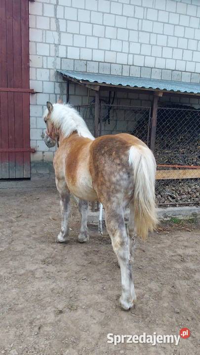 Źrebica zimnokrwista z księgą wstępną Łęczna