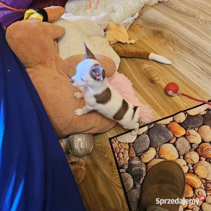 Chihuahua jedyny taki piesek mądry Całuśny Kołobrzeg