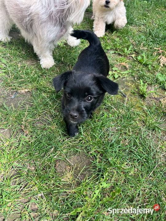 Suczki i piesek Maltipoo F1B z rodowodem szukają Puławy