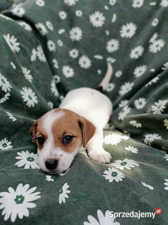 Wzorcowe Jack Russell terrier rodzice rodowód Krapkowice
