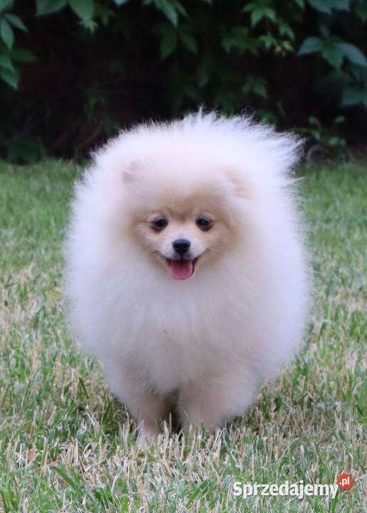 Nastolat sunia pomeranian Pleszew