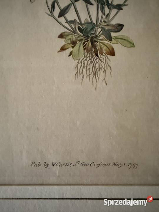 Antyczne Ryciny Botaniczne Miedzioryty 1797 1811