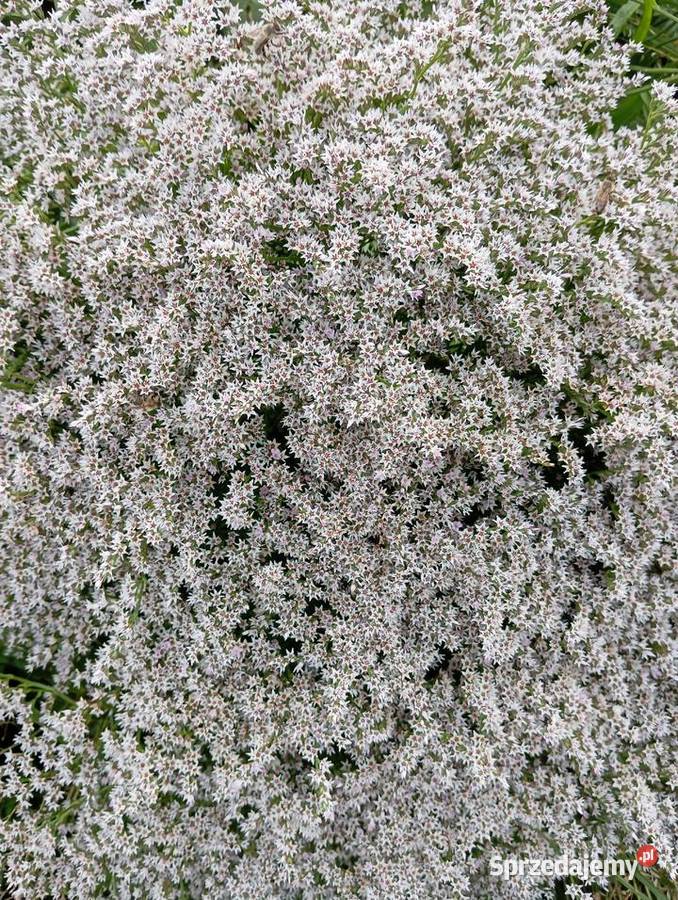 zatrwian tatarski statica kwiat suchy sprzedam