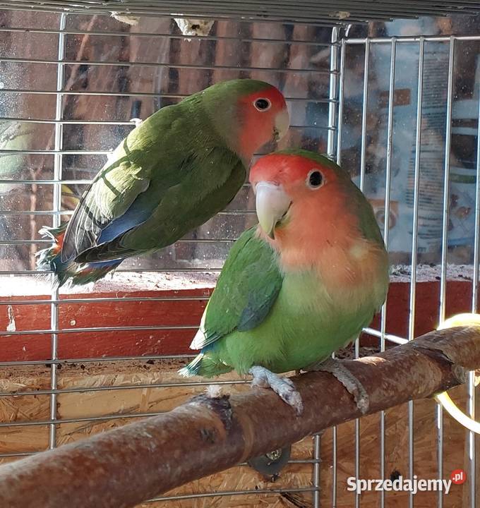 Papugi nierozłączki 21r dolnośląskie sprzedam