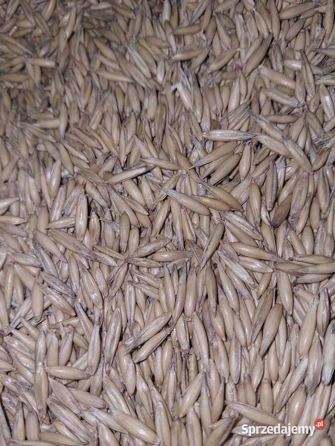 Owies ozimy KWS Snowbird