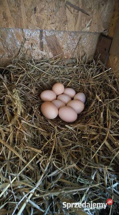 Jaja kurze z gospodarstwa Cekcyn sprzedam