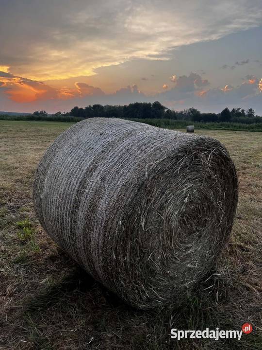 Siano 120x120 tegoroczne z pierwszego pokosu Wschowa
