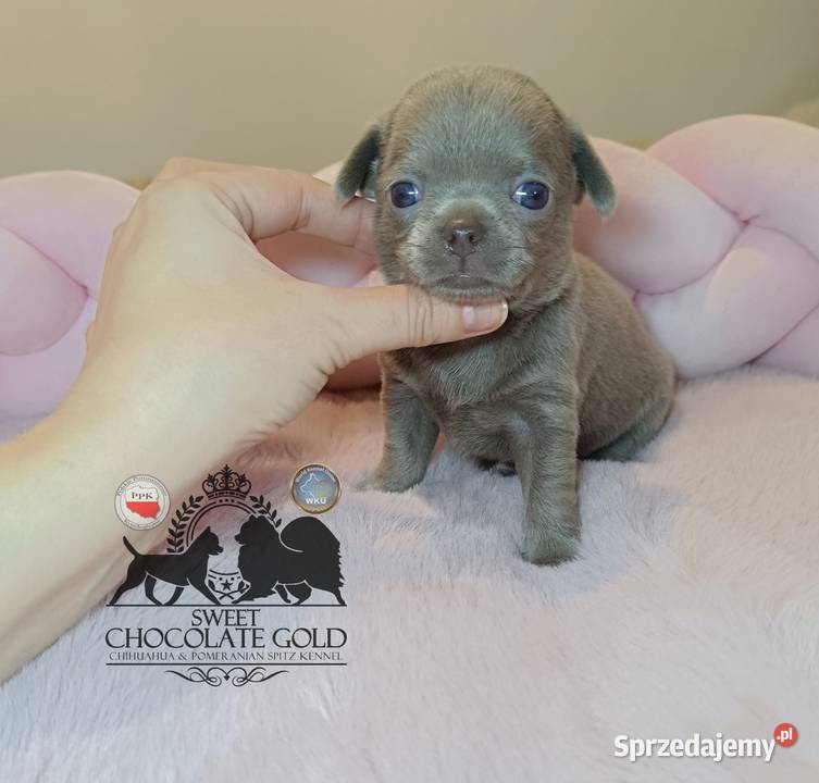 Chihuahua sunia krótkowłosa piękna badania Zwierzęta Warszawa