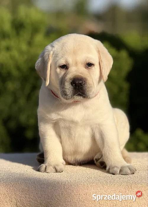 Piękny szczeniak labradora Szczecin