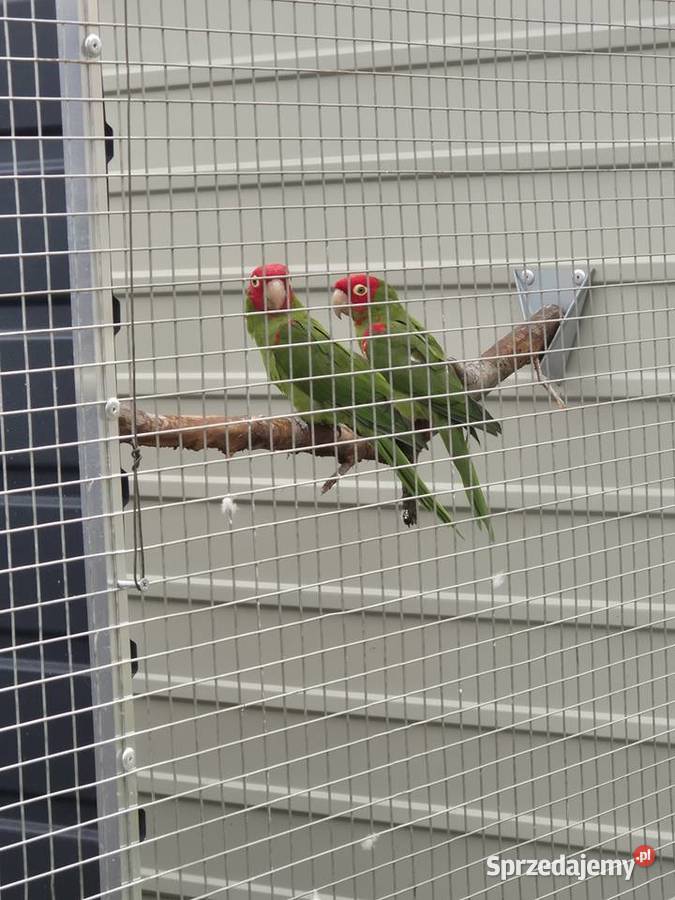 Konura krasnolica para lęgowa Rakoniewice