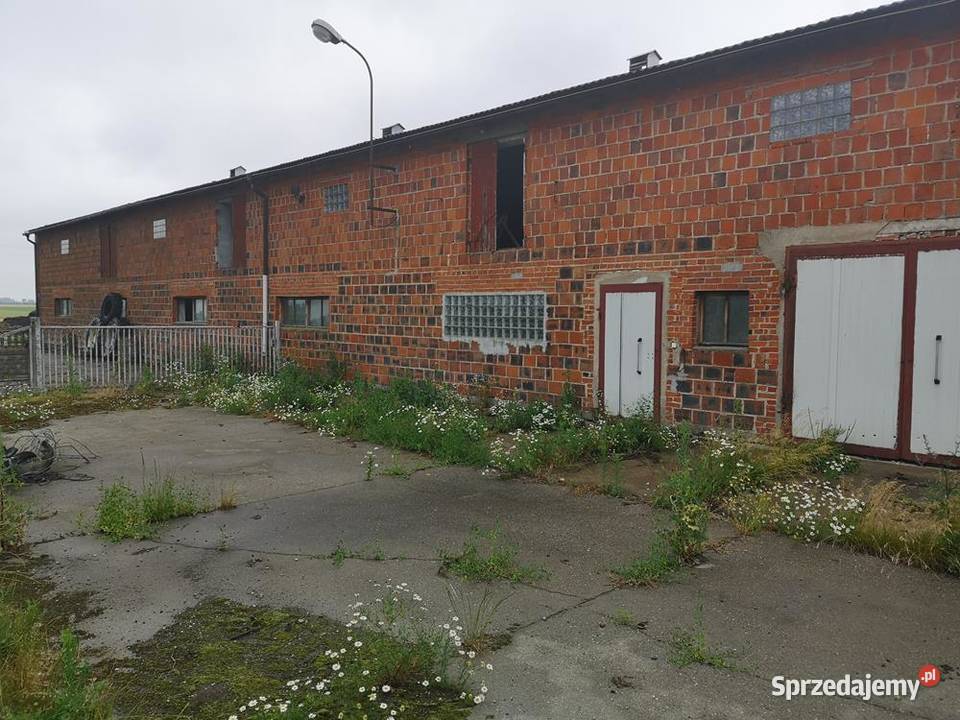 Magazyn Chlewnia 800 m Do Wynajęcia Okazja Swarzędz