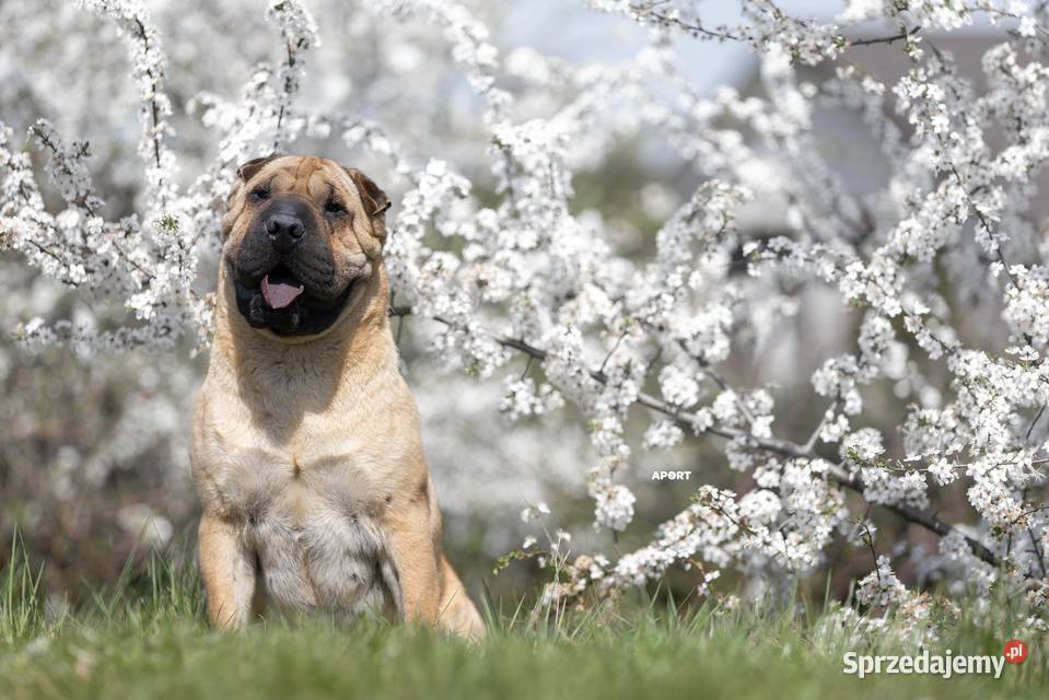 Szczenięta Shar Pei FCI kujawsko-pomorskie Piotrków Kujawski