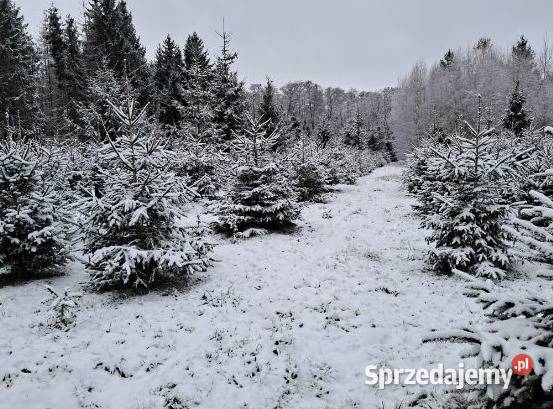 Choinki Świerki mazowieckie Szczytno